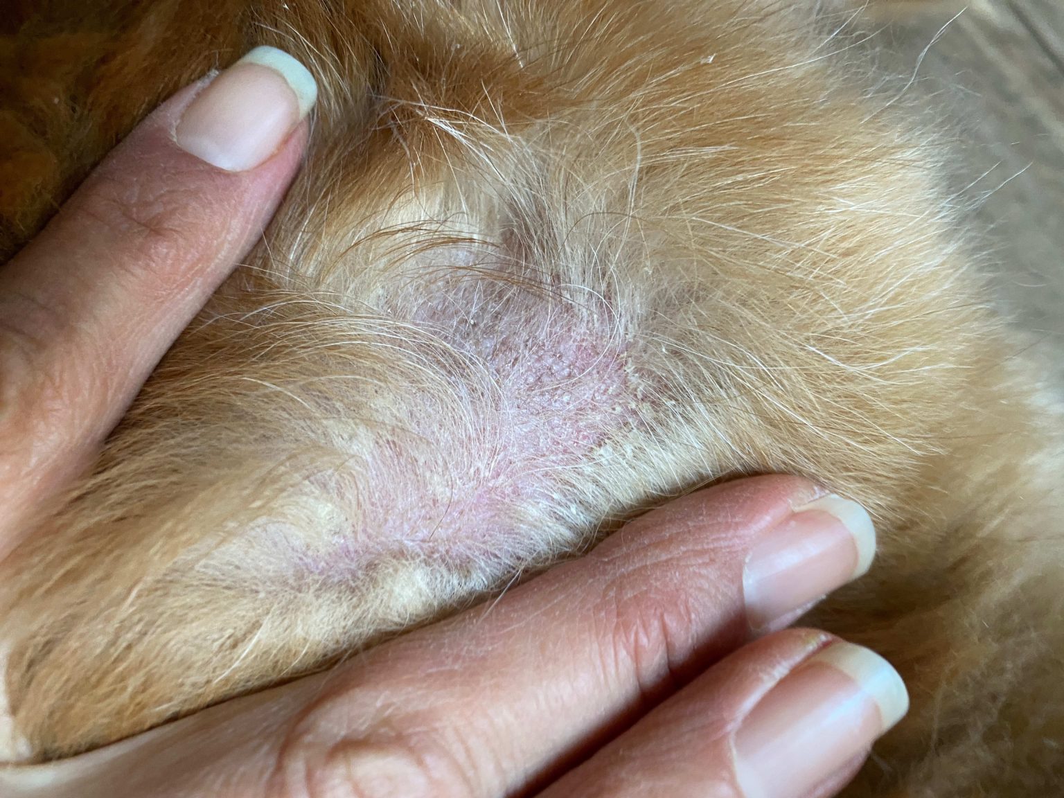 Types of Dog Skin Diseases with Pictures and Treatments - NationLifestyle