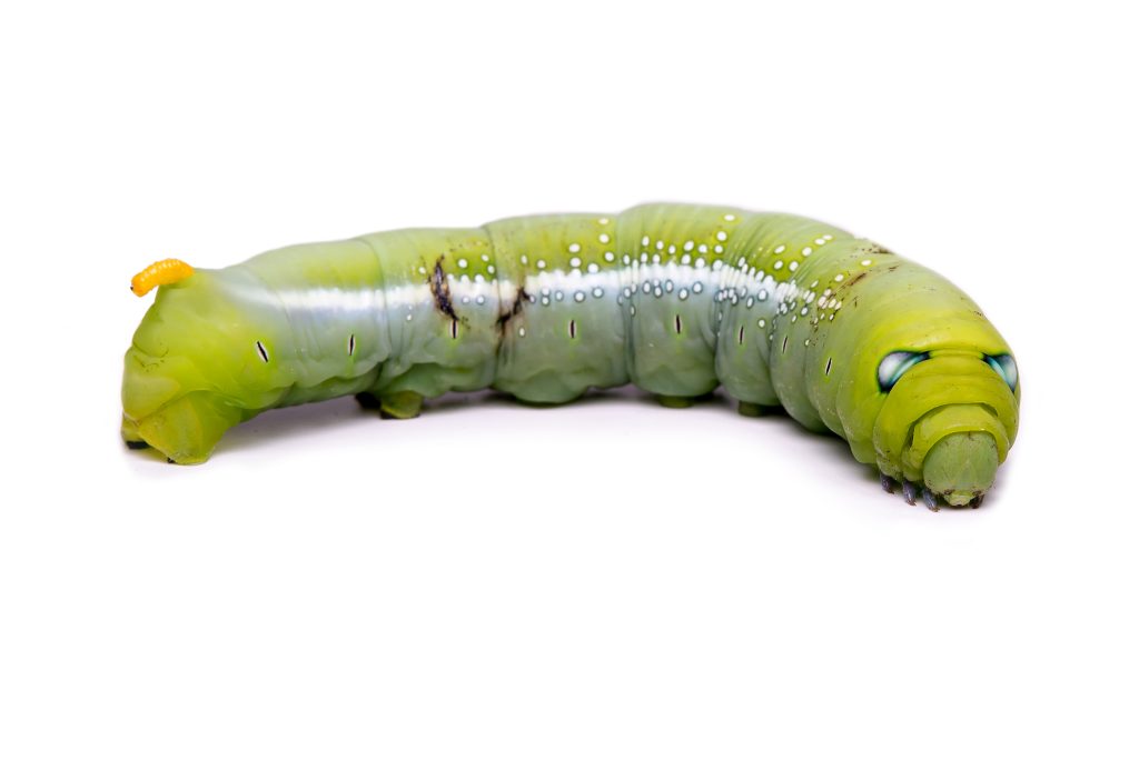 how to get rid of maggots