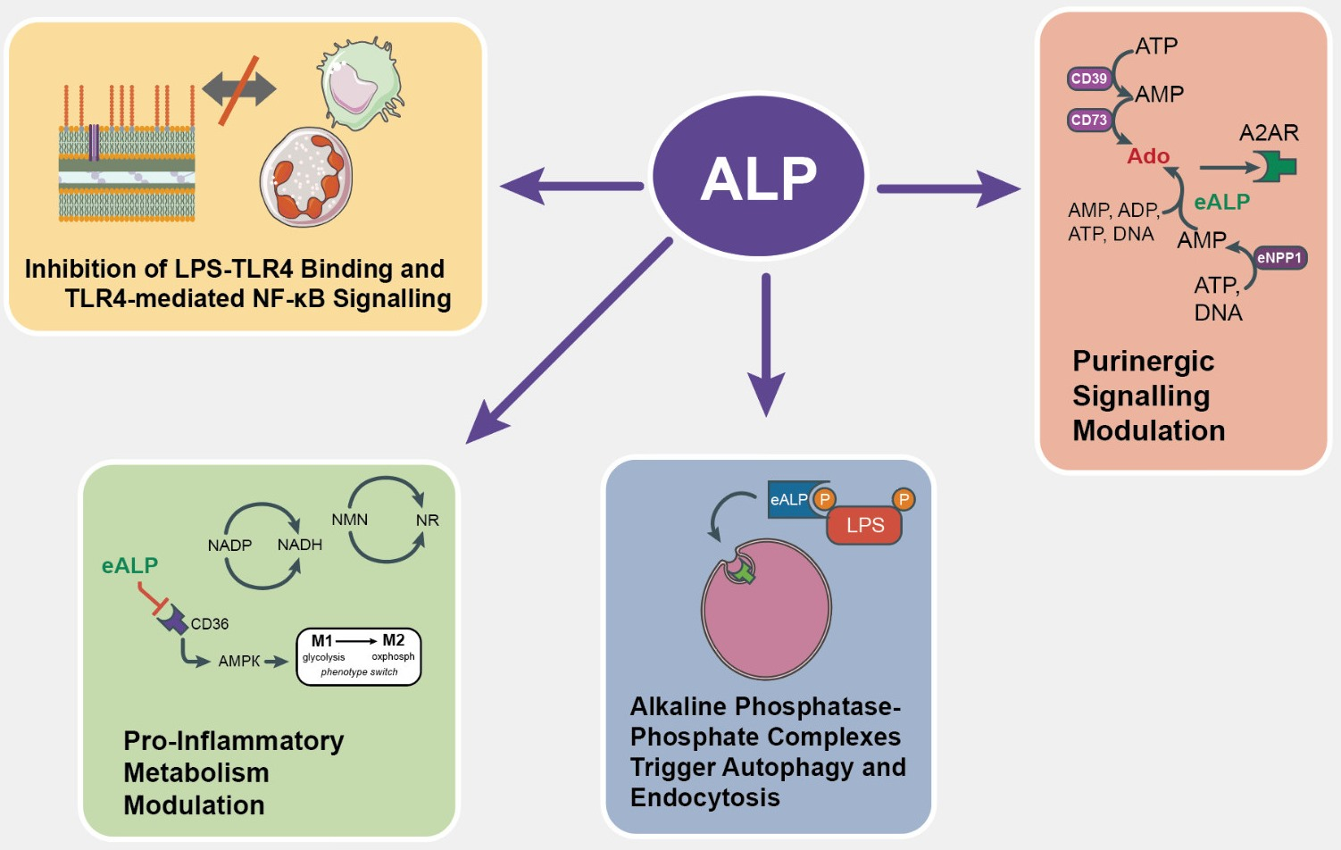 what level of alkaline phosphatase is dangerous
