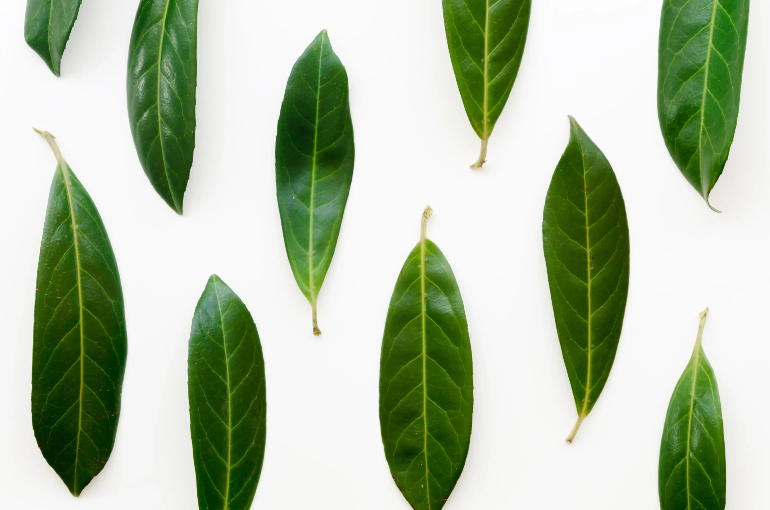 15 health benefits of soursop leaves