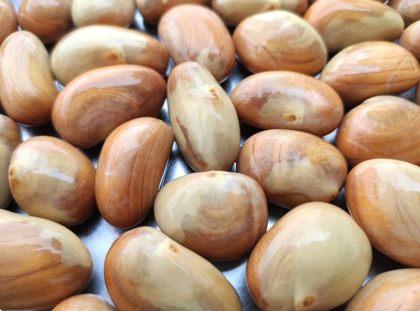 benefits of jackfruit seeds