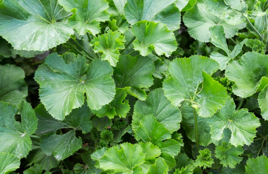 compare giloy brands online